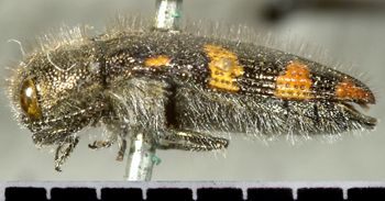 Media type: image;   Entomology 24407 Aspect: habitus lateral view